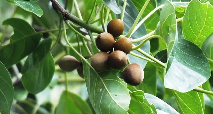 هلیله سیاه ۱۰۰ گرم؛ گیاهی ارزشمند برای گوارش، حافظه و پاکسازی بدن