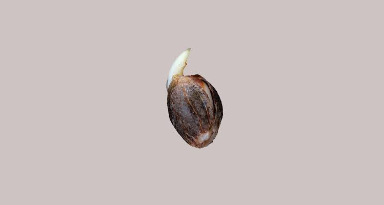 تخم مرو ۱۰۰ گرمی عطاری محسن